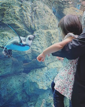 京都水族館に投稿された画像（2022/7/12）