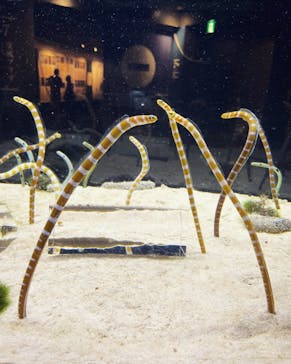 京都水族館に投稿された画像（2022/7/12）