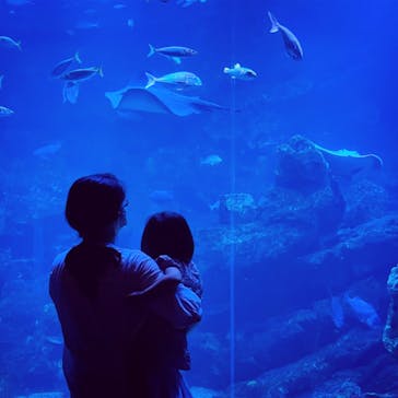 京都水族館に投稿された画像（2022/7/12）