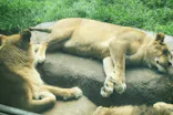 天王寺動物園に投稿された画像（2022/7/12）