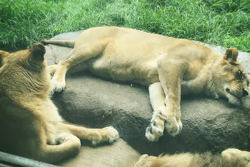 天王寺動物園に投稿された画像（2022/7/12）