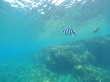 沖縄マリンサービス碧に投稿された画像（2022/7/12）