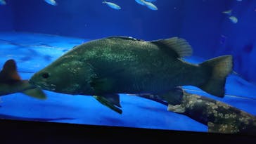 伊豆・三津シーパラダイスに投稿された画像（2022/7/12）