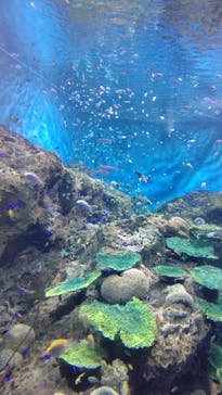 アクアワールド茨城県大洗水族館に投稿された画像（2022/7/12）