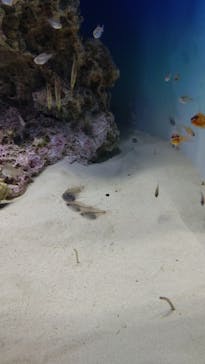 アクアワールド茨城県大洗水族館に投稿された画像（2022/7/12）