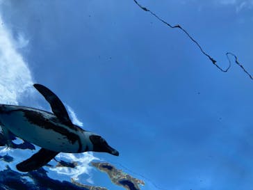 サンシャイン水族館に投稿された画像（2022/7/12）