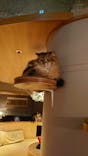猫カフェモカ　新宿店に投稿された画像（2022/7/12）