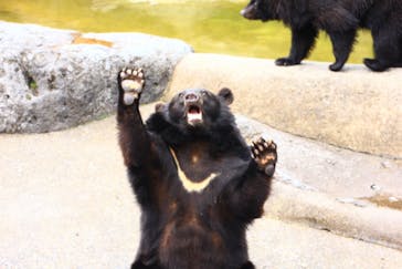 奥飛騨クマ牧場に投稿された画像（2022/7/12）