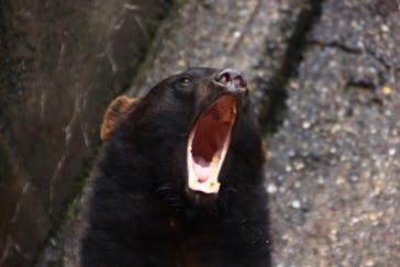 奥飛騨クマ牧場に投稿された画像（2022/7/12）