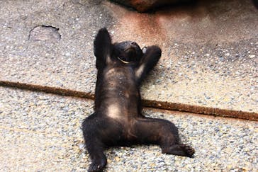 奥飛騨クマ牧場に投稿された画像（2022/7/12）