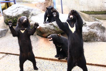 奥飛騨クマ牧場に投稿された画像（2022/7/12）