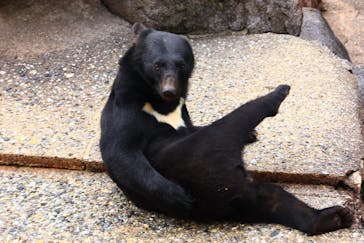 奥飛騨クマ牧場に投稿された画像（2022/7/12）