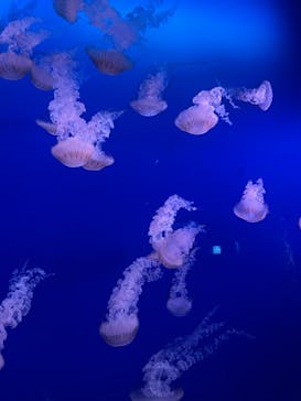 新江ノ島水族館に投稿された画像（2022/7/12）