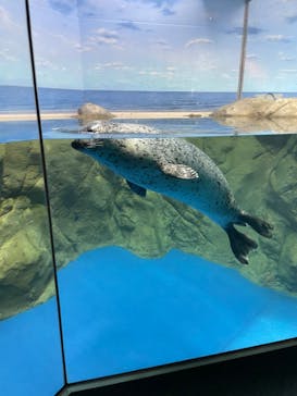 新江ノ島水族館に投稿された画像（2022/7/12）