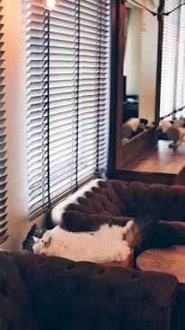 猫カフェモカ　池袋東口店に投稿された画像（2022/7/13）