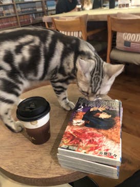 猫カフェモカ　池袋東口店に投稿された画像（2022/7/13）