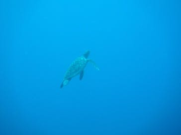 マリンズプロ宮古に投稿された画像（2022/7/13）