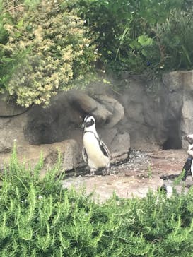 サンシャイン水族館に投稿された画像（2022/7/13）