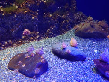 新江ノ島水族館に投稿された画像（2022/7/13）