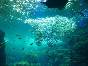 新江ノ島水族館に投稿された画像（2022/7/13）