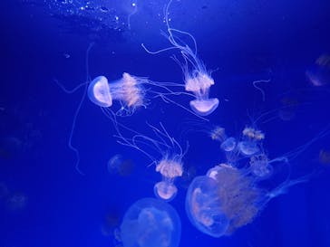 新江ノ島水族館に投稿された画像（2022/7/13）