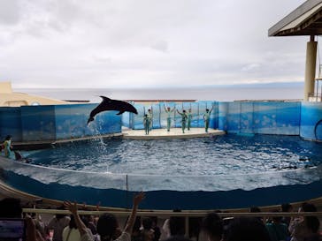 新江ノ島水族館に投稿された画像（2022/7/13）