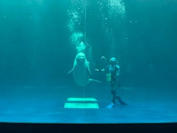 島根県立 しまね海洋館に投稿された画像（2022/7/13）