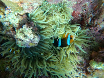 武藤潜水に投稿された画像（2022/7/13）