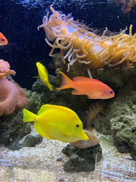 京都水族館×ニデック京都タワーに投稿された画像（2022/7/13）