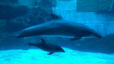 名古屋港水族館に投稿された画像（2022/7/13）
