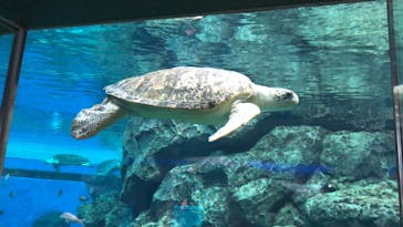名古屋港水族館に投稿された画像（2022/7/13）