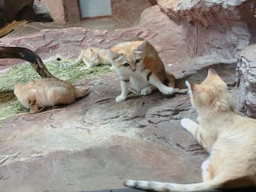 那須どうぶつ王国に投稿された画像（2022/7/13）