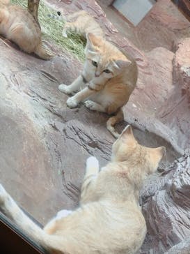 那須どうぶつ王国に投稿された画像（2022/7/13）