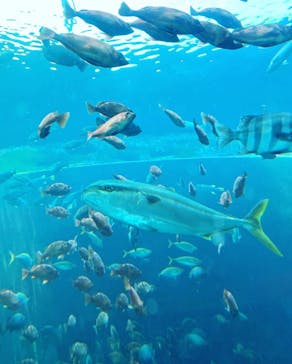 上越市立水族博物館 うみがたりに投稿された画像（2022/7/13）