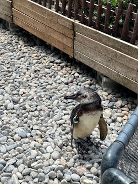 上越市立水族博物館 うみがたりに投稿された画像（2022/7/13）