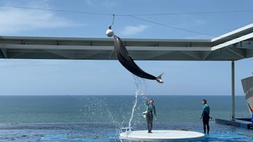 上越市立水族博物館 うみがたりに投稿された画像（2022/7/13）