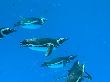 上越市立水族博物館 うみがたりに投稿された画像（2022/7/13）