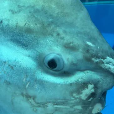 横浜・八景島シーパラダイスに投稿された画像（2022/7/14）