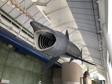 アクアワールド茨城県大洗水族館に投稿された画像（2022/7/14）