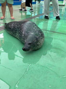 ゼロ距離水族館 伊勢シーパラダイスに投稿された画像（2022/7/14）
