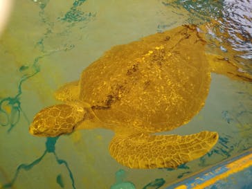 越前松島水族館に投稿された画像（2022/7/12）