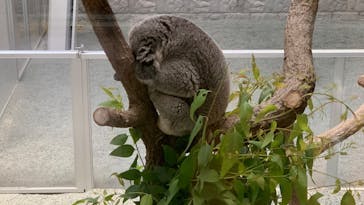 淡路ファームパーク イングランドの丘に投稿された画像（2022/7/14）