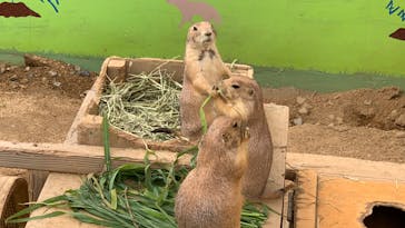 淡路ファームパーク イングランドの丘に投稿された画像（2022/7/14）