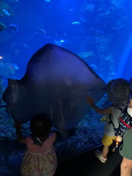 京都鉄道博物館×京都水族館に投稿された画像（2022/7/14）