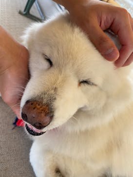 那須どうぶつ王国に投稿された画像（2022/7/14）