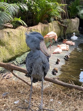 那須どうぶつ王国に投稿された画像（2022/7/14）