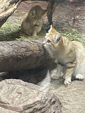 那須どうぶつ王国に投稿された画像（2022/7/14）
