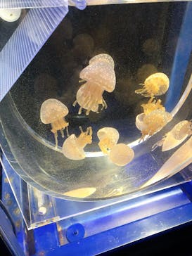 京都水族館に投稿された画像（2022/7/14）
