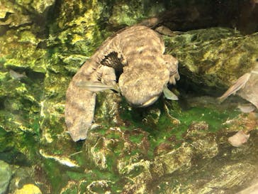 京都水族館に投稿された画像（2022/7/14）