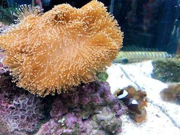 京都水族館に投稿された画像（2022/7/14）